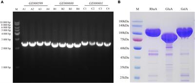 A multifunctional enzyme portfolio for α-chaconine and α-solanine degradation in the Phthorimaea operculella gut bacterium Glutamicibacter halophytocola S2 encoded in a trisaccharide utilization locus